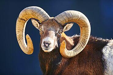 European mouflon (Ovis aries musimon ram (male) portrait in the alps, Wildlife Park Aurach, Kitzbuehl, Austria, Europe