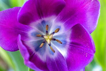 Tulip (Tulipa), tulip flower tulip stamp, macro, Germany, Europe