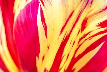 Tulip (Tulipa), tulip flower, macro, Germany, Europe