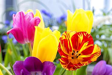 Tulips (Tulipa), Tulip Bouquet, Germany, Europe