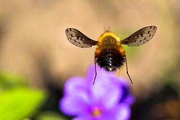 Spotted woolly hawk moth (Bombylius discolor), flying, Hesse, Germany, Europe