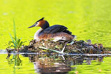 Great crested grebe (Podiceps cristatus) on nest with young bird, Hesse, Germany, Europe