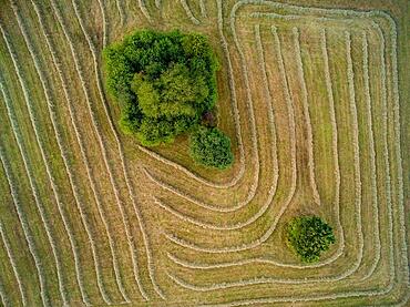 Hay harvest, Sasbach, Baden-Wuerttemberg, Germany, Europe