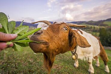 Feeding a goat, Black Forest, Sasbachwalden, Baden-Wuerttemberg, Germany, Europe