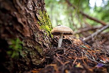 Roof fungi (Pluteus), on forest floor, Canada, North America