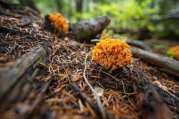 Golden yellow coral (Ramaria aurea), fungus on forest floor, Canada, North America