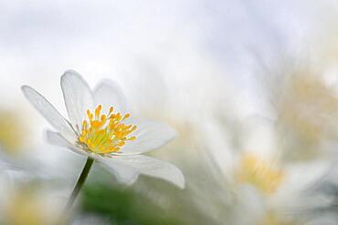 Wood anemone (Anemone nemorosa), Ranunculaceae, flower, spring, edge of forest, Krauchenwies, Upper Danube nature Park, Baden-Wuerttemberg, Germany, Europe