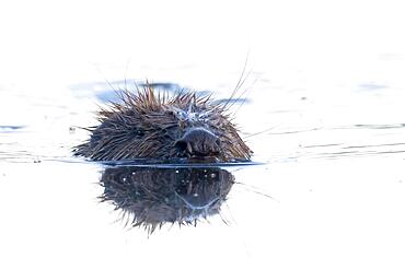 Nutria (Myocastor coypus) swimming in water, animal portrait, Hesse, Germany, Europe