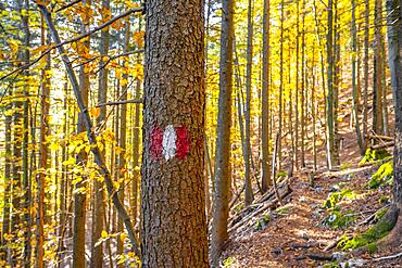 Hiking marker, hiking trail in the forest, near Scharnitz, Bavaria, Germany, Europe