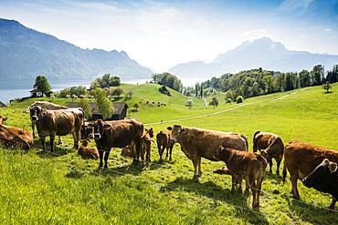 Panorama with lake and mountains and cows, Pilatus in the back, Weggis, Lake Lucerne, Canton Lucerne, Switzerland, Europe