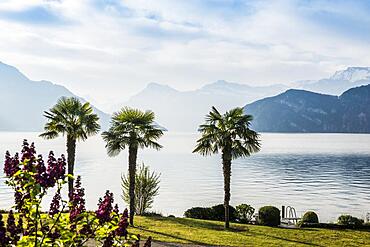 Palms on the Lake, Weggis, Lake Lucerne, Canton Lucerne, Switzerland, Europe