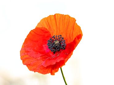 Red corn poppy (Papaver), Leoben, Styria, Austria, Europe