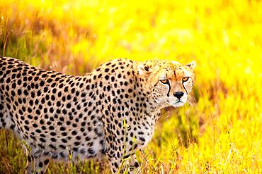 Cheetah (acinonyx jubatus), adult in the grass and morning light, close-up in the Taita Hills, Kenya, Africa