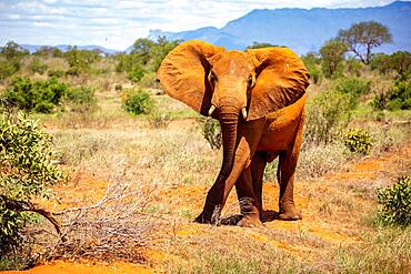 African elephant (Loxodonta africana) half-headed elephant threat, mammal, close-up in Tsavo East National Park, Kenya, East Africa, Africa