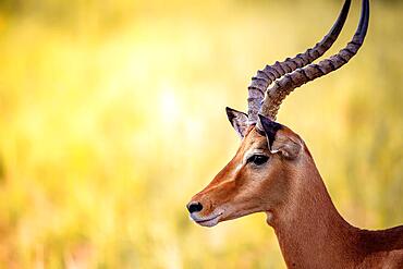 Impala (aepyceros) melampus, in the bush of Tsavo National Park, Kenya, Africa