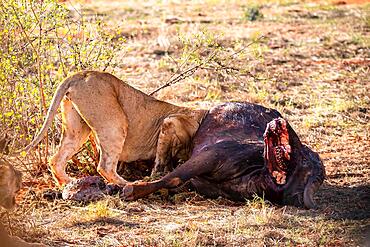 Several young female lions (Panthera leo) eating a killed african buffalo (Syncerus caffer) in the bush, Tsavo East National Park, Kenya, East Africa, Africa