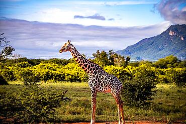 Giraffe (Giraffa camelopardalis) standing in the bush of Tsavo National Park, Kenya, Africa