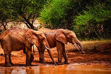 African elephants (Loxodonta africana) herd at waterhole, mammal in Tsavo East National Park, Kenya, East Africa, Africa