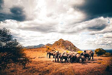 African elephants (Loxodonta africana) herd at waterhole, mammal in Tsavo East National Park, Kenya, East Africa, Africa