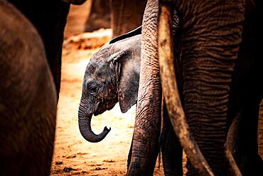 African elephant (Loxodonta africana) baby or calf zooming in the legs of its herd, mammal, close-up in Tsavo West National Park, Kenya, East Africa, Africa