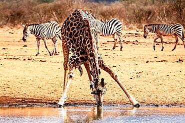 Maasai giraffe (Giraffa camelopardalis tippelskirchi) drinking at the Talek River, Masai Mara National Reserve, Kenya, Africa