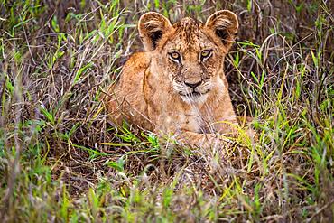 Lion (Panthera leo) young in the morning and lying cheekily in the green bush in the Taita Hills Wildlife Sanctuary, Kenya, East Africa, Africa