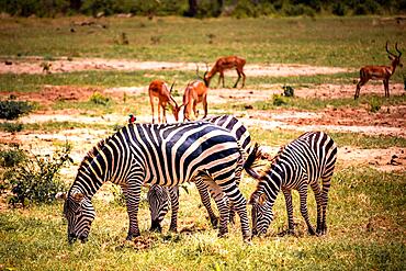 Plains zebras (Equus quagga), animals huddled together with impala (aepyceros) melampus in the background, Tsavo West National Park, Kenya, Africa