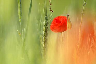 Blur experiment on a flowering meadow in summer, experimental photography, corn poppy, Middle Elbe Biosphere Reserve, Dessau-Rosslau, Saxony-Anhalt, Germany, Europe