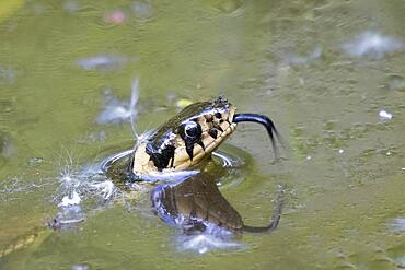 Grass snake (Natrix natrix), tonguing, animal portrait, Hesse, Germany, Europe