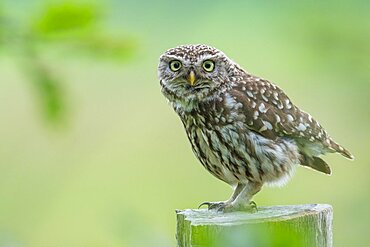 Little Owl (Athene noctua), Owl, Vechta, Lower Saxony, Germany, Europe