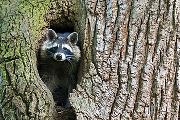 Raccoon (Procyon lotor), fawn looking out of its tree hollow, Hesse, Germany, Europe