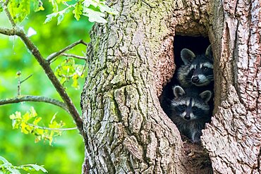 Raccoon (Procyon lotor), young and fawn looking out of their tree den, Hesse, Germany, Europe