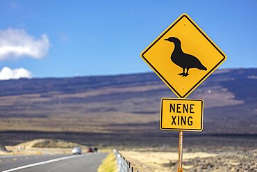 Warning sign, road sign, Nene, Hawaiigans, Saddle Road, Big Island, Hawaii, USA, North America