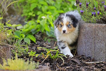 Australian Shepherd domestic dog (Canis lupus familiaris), puppy in nature, Rhineland-Palatinate, Germany, Europe