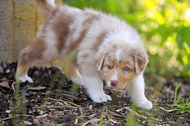 Australian Shepherd domestic dog (Canis lupus familiaris), puppy exploring nature, Rhineland-Palatinate, Germany, Europe