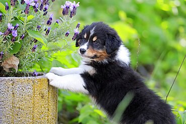 Australian Shepherd domestic dog (Canis lupus familiaris), puppy, portrait, Rhineland-Palatinate, Germany, Europe