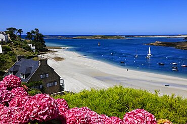 Estuary of the Aber Benoit into the Atlantic, beach Plage de Beniguet, hydrangeas, Saint-Pabu, Communaute de communes du Pays des Abers, department of Finistere Penn-ar-Bed, region of Brittany Breizh, France, Europe