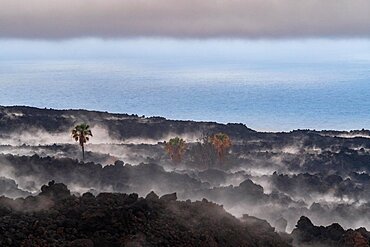 Lava flow with palm trees, Tajogaite volcano from the 2021 eruption, La Palma island, Canary Islands, Spain, Europe