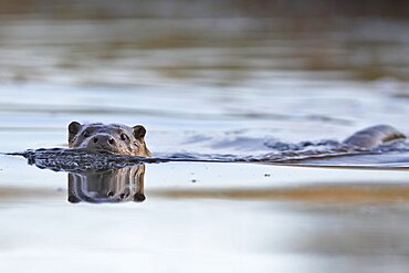 Otter (Lutra lutra) in the water, portrait frontal, Naturpark Flusslandschaft Peenetal, Mecklenburg-Western Pomerania, Germany, Europe