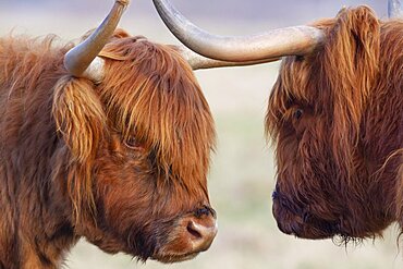 Highland cattle (Bos taurus) two adult animals greeting each other, Suffolk, England, United Kingdom, Europe