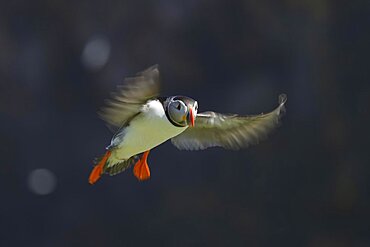 Atlantic puffin (Fratercula arctica) adult bird flying, Skomer island, Pembrokeshire, Wales, United Kingdom, Europe