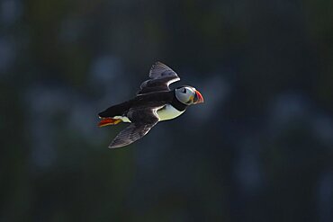 Atlantic puffin (Fratercula arctica) adult bird flying, Skomer island, Pembrokeshire, Wales, United Kingdom, Europe