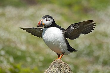 Atlantic puffin (Fratercula arctica) adult bird stretching its wings on a rock, Skomer island, Pembrokeshire, Wales, United Kingdom, Europe