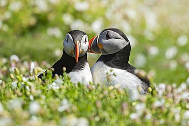 Atlantic puffin (Fratercula arctica) two adult birds during their display courtship, Skomer island, Pembrokeshire, Wales, United Kingdom, Europe