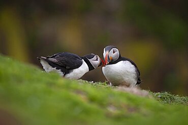 Atlantic puffin (Fratercula arctica) two adult birds during their courtship display, Skomer island, Pembrokeshire, Wales, United Kingdom, Europe