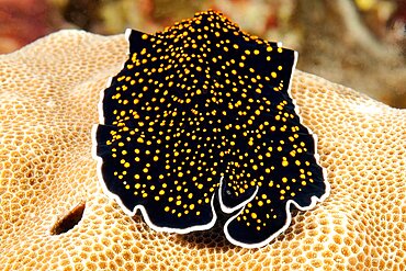 Frontal view of starry sky flatworm (Thysanzoon nigropapilosus) crawling on stone coral (Porites), Red Sea, Port Ghalib, Egypt, Africa