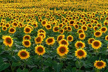 A background with sunflowers in a summertime evening. Alsace, France, Europe