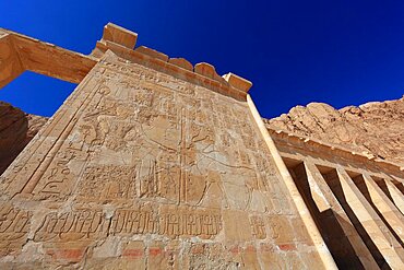 Part of the temple complex, pictorial representations, engravings on the walls, columns, representation for fertility, man feeding cow, mortuary temple of Hatshepsut, Hatshepsut temple in Deir el-Bahari on the west bank of the Nile in Thebes, Upper Egypt, Egypt, Africa