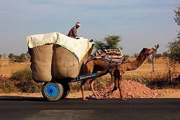 Rajasthan, loaded cart pulled by a dromadar, camel team on a country road, North India, India, Asia