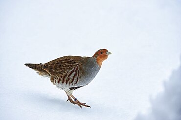 Grey partridge (Perdix perdix) in the snow, Bavaria, Germany, Europe